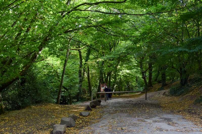 broceliande forest path